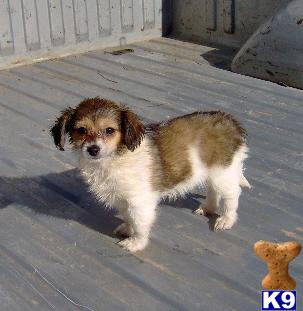Puppies in OK